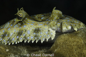 Why the long face? by Chase Darnell 